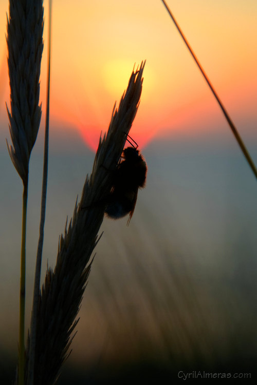bourdon coucher soleil