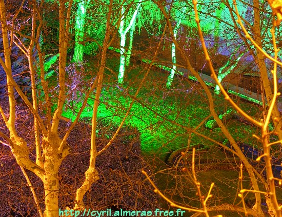 Photo de nuit d'arbres à Lyon