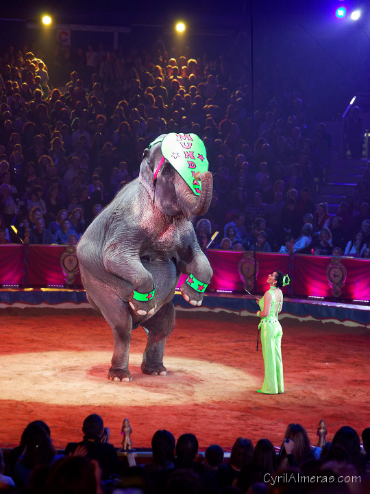 Elephant debout Cirque Mundial