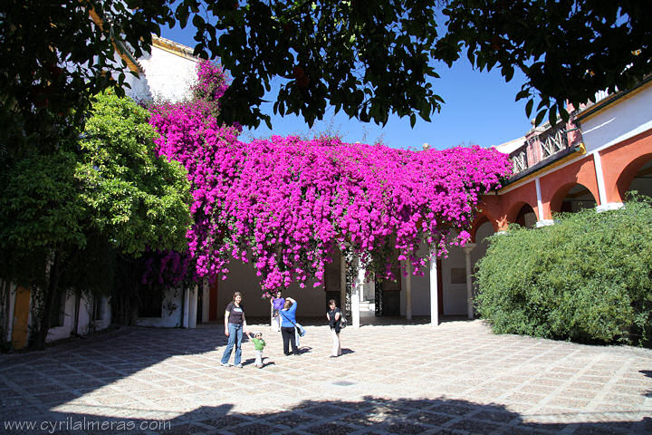 casa de pilatos sevilla