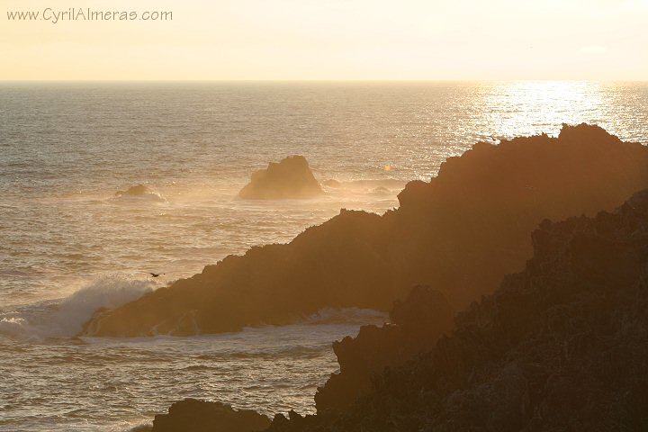 couchant roches mer oiseau