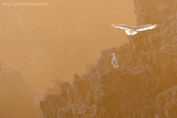 mouette en vol contre jour