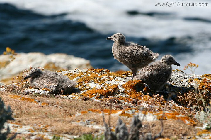 bebe mouette