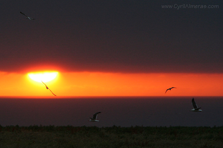 goelands soleil couchant