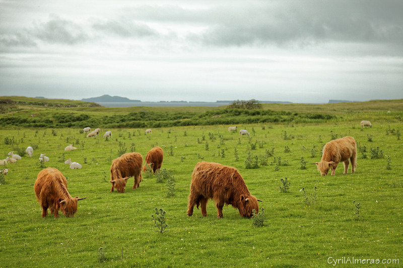 scotland highland cattle