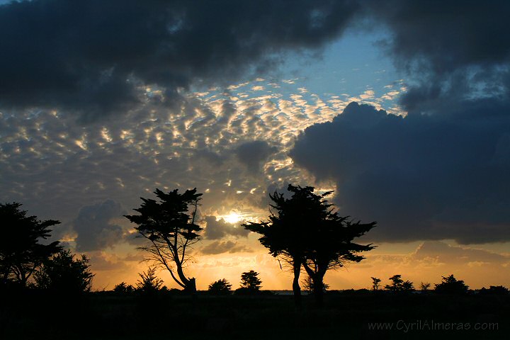 arbres ombre chinoise coucher soleil