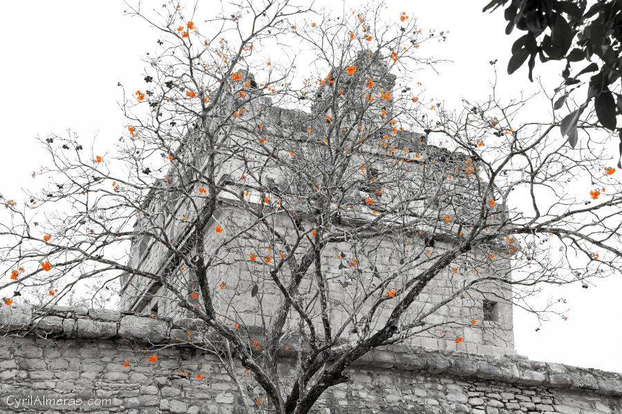 arbre de la renaissance