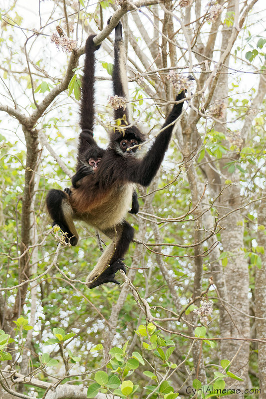 singe araignee avec petit