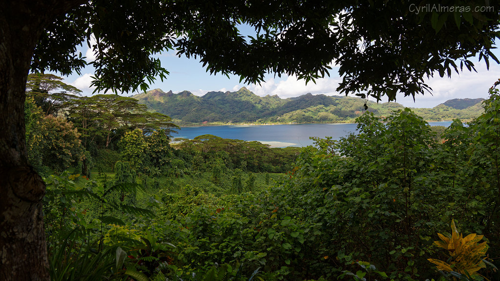 huahine vegetation et lagon