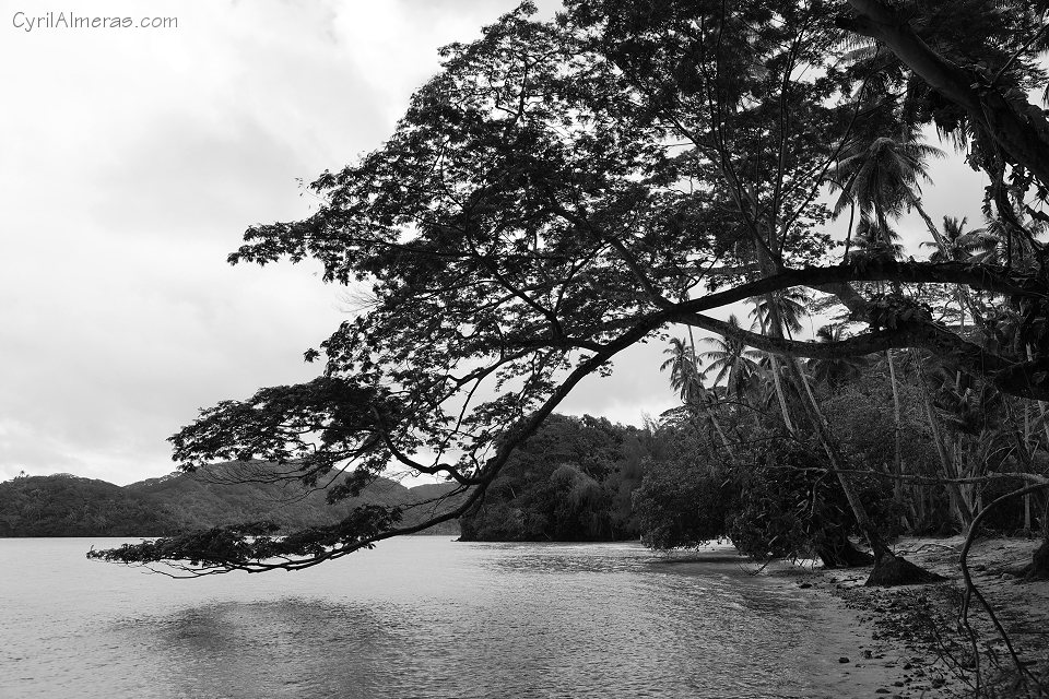 arbre plage hana iti noir blanc