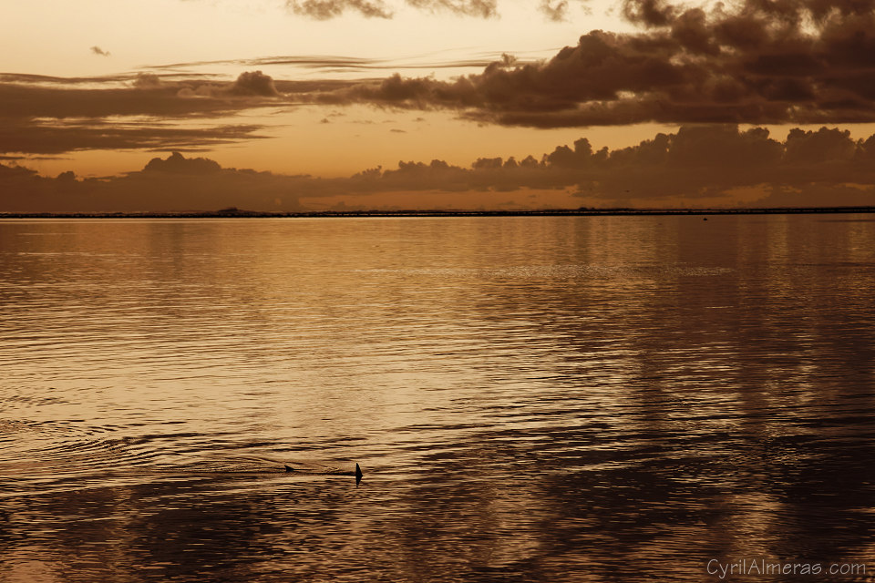 requin coucher soleil mer d or