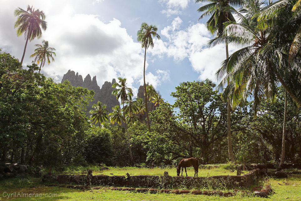 cheval en liberte nuku hiva marquises