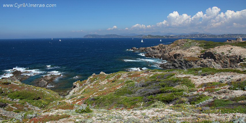 porquerolles vegetation mer