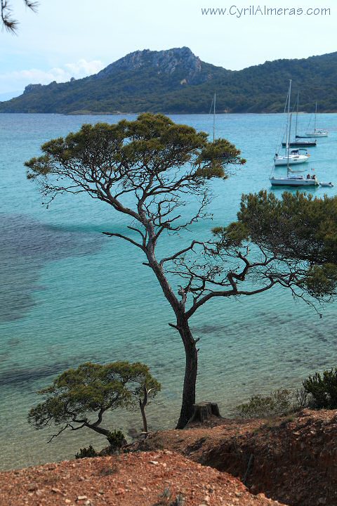 pin sur mer bleue