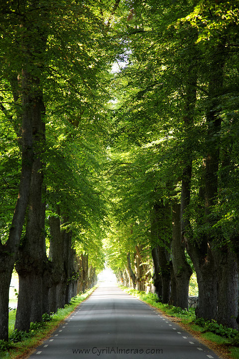 allée route arbres