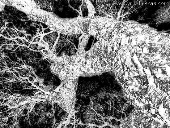 L'arbre fractalle
