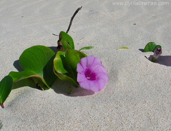 Liseron des sables :-)