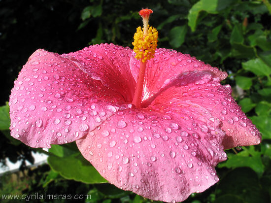 Hibiscus mauricien