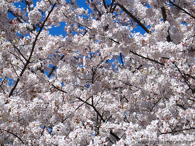 fleurs de cerisier cherry blossom