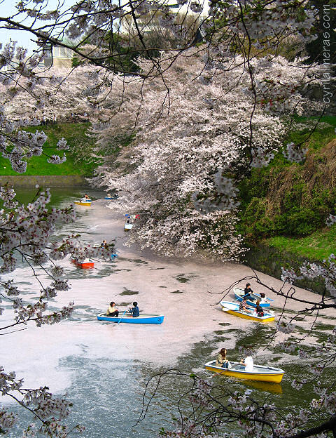 imperial palace boats and cherry blossom