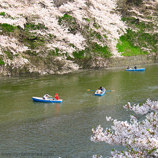 ballade barques cerisiers en fleurs a tokyo