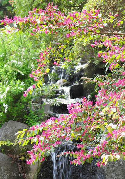 jardin cascade kamakura