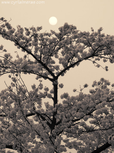 Cerisiers en fleurs au pays du Soleil levant