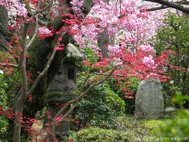 jardin japonais kyoto