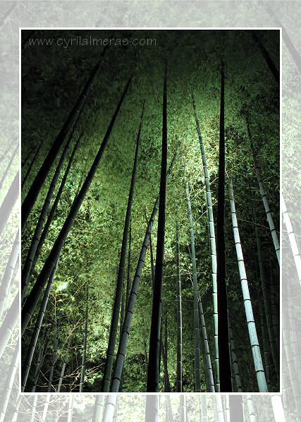 bambous nuit cadre