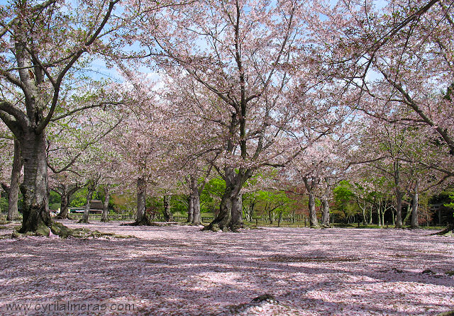okayama jardin et cerisiers en fleur