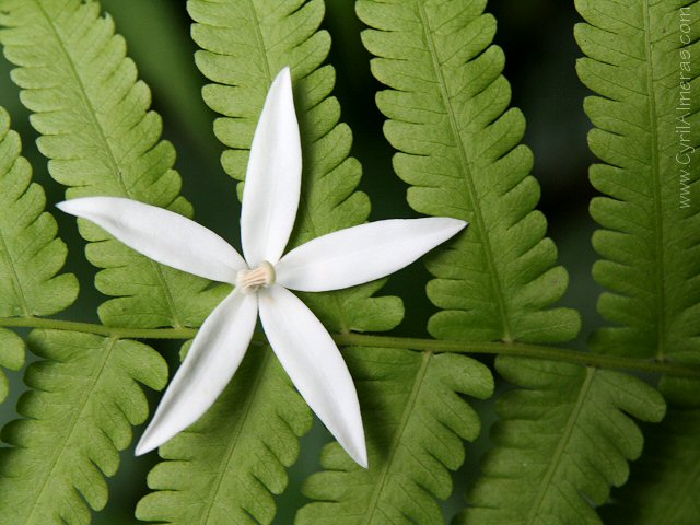 etoile blanche fougere fleur