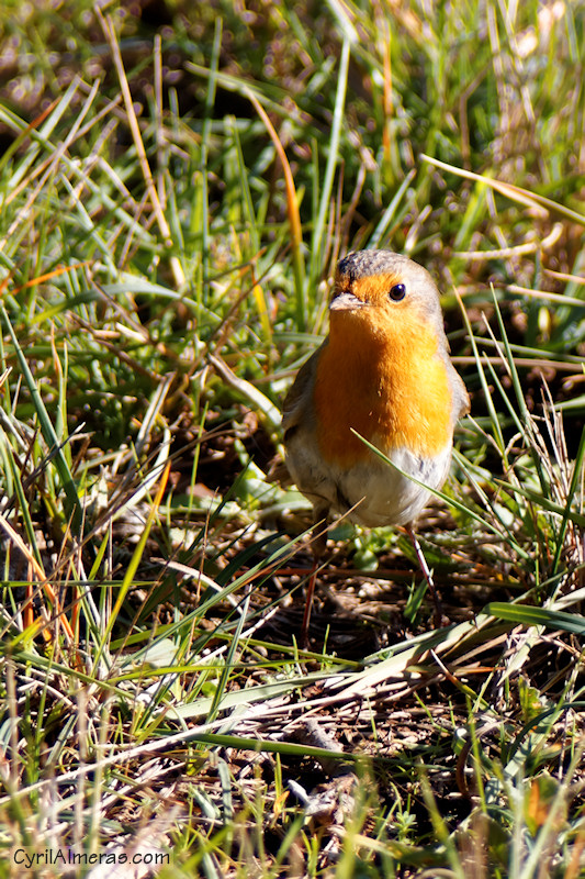 0676 Rouge Gorge
