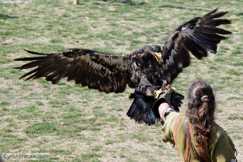 aigle