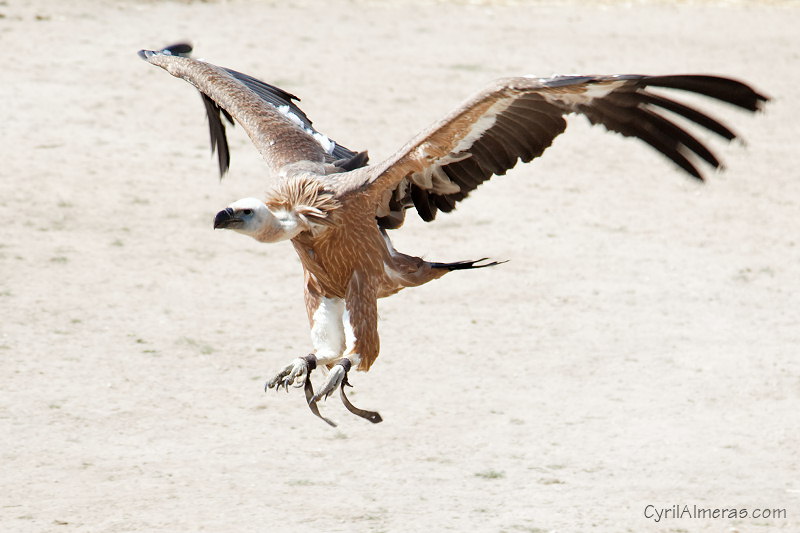 vautour fauve en vol