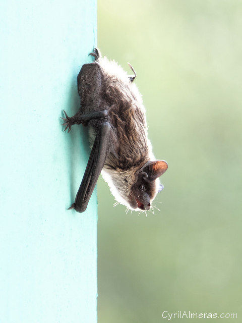 Chauve-souris
