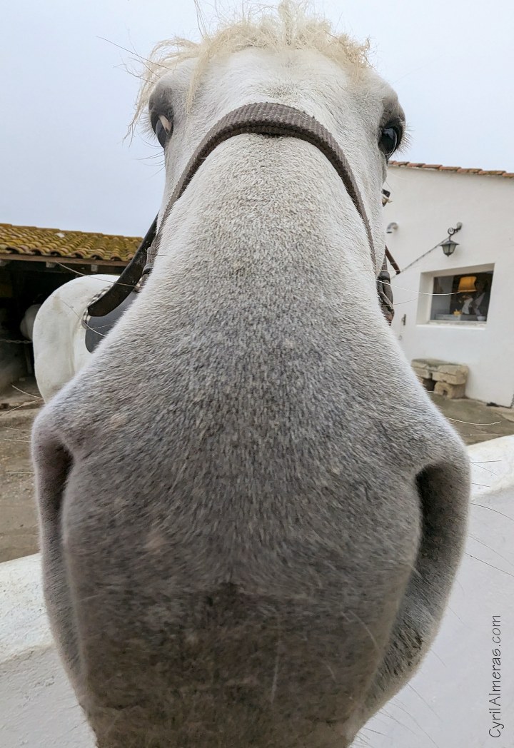 20241006 07025048 Cheval Gros Nez