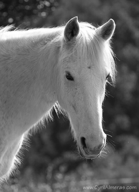 Tête de cheval blanc en Noir et blanc