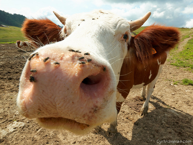 vache grosse tete