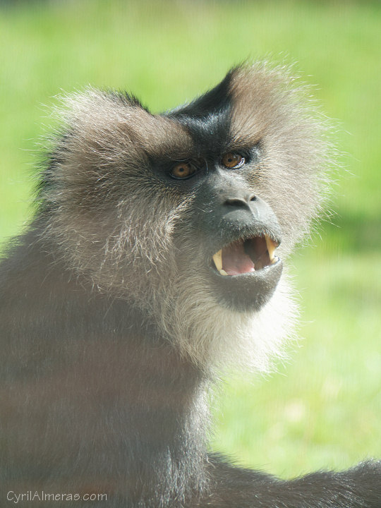singe
