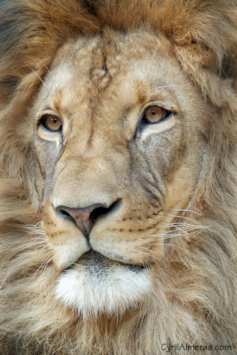 tete lion