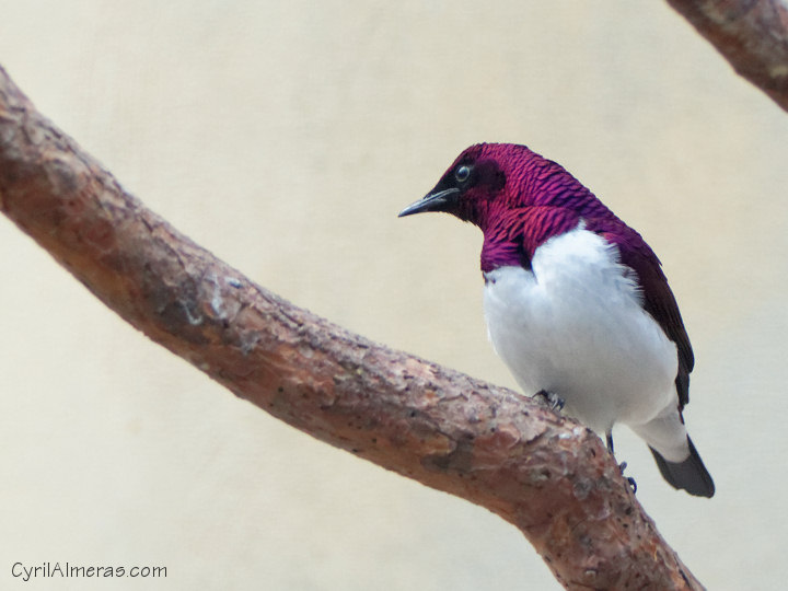 oiseau violet
