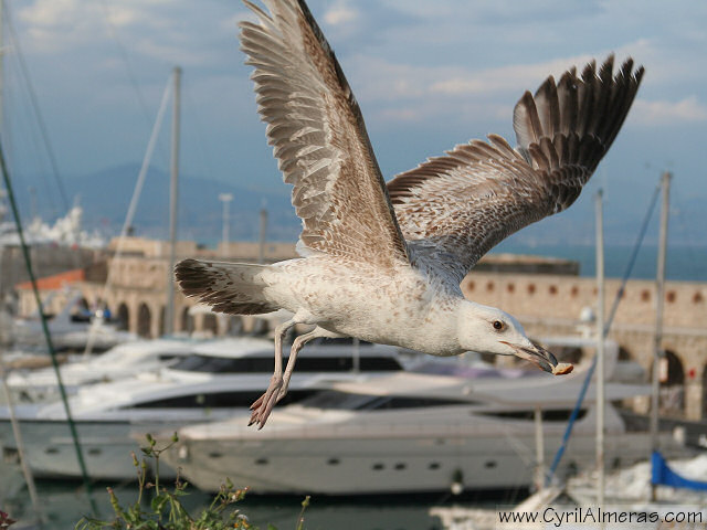 goeland antibes