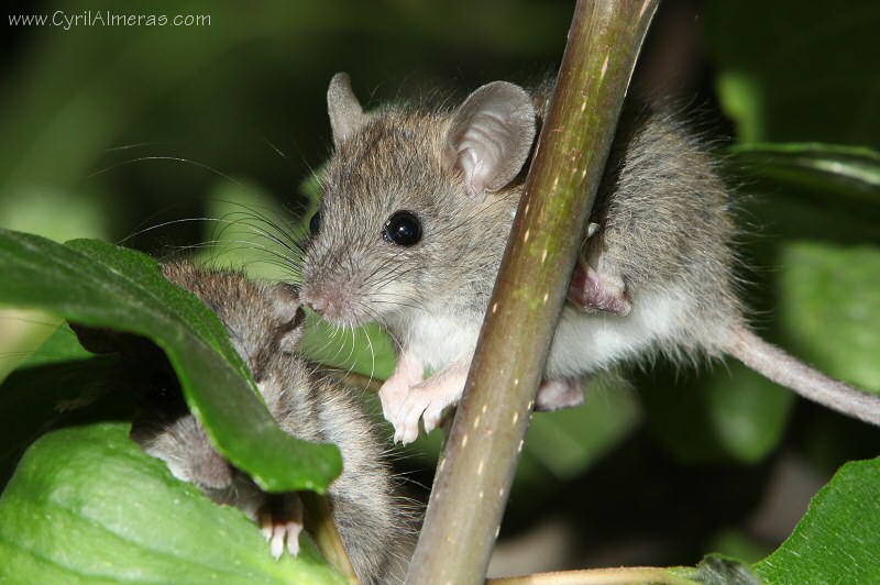souris grise