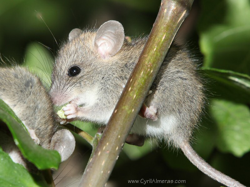 souris mange un morceau