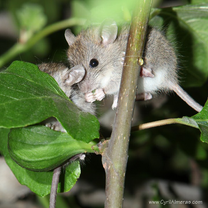 souris grignotte