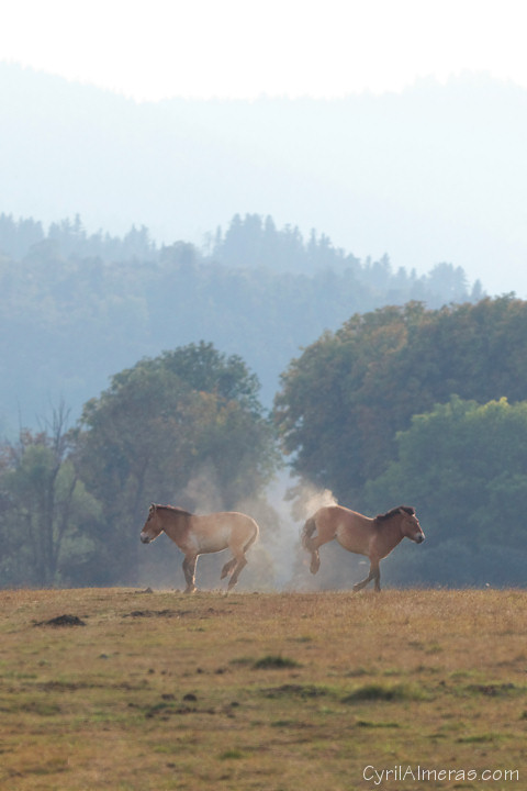 chevaux sauvages qui se battent