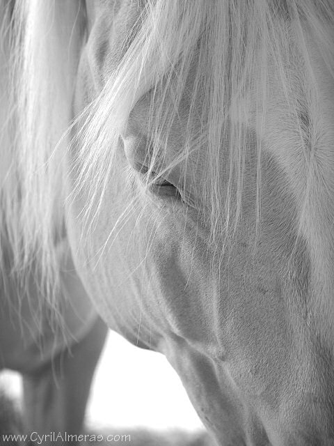 oeil cheval blanc
