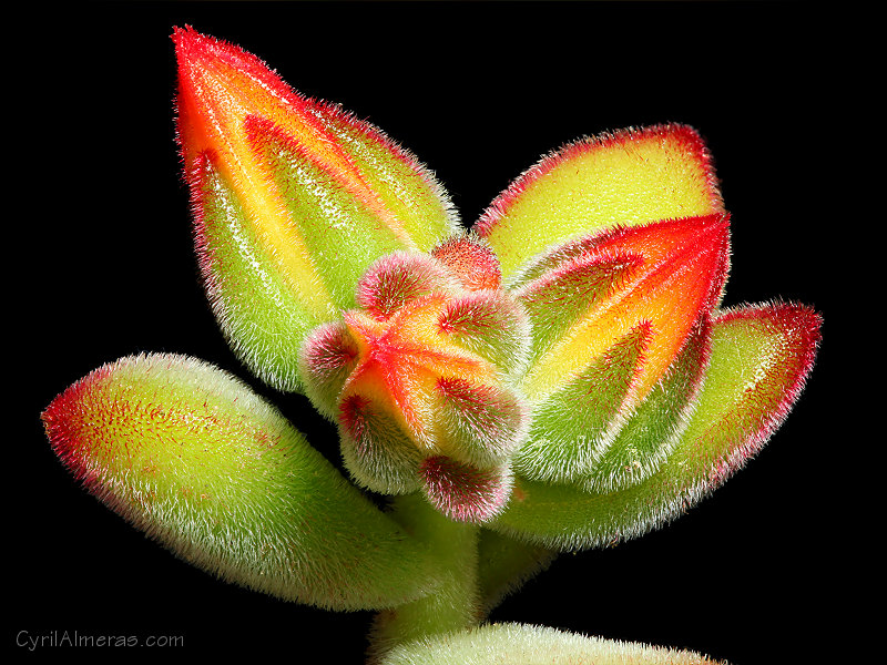 3802 Focus Stacking Plante Grasse 3802 Focus Stacking Plante Grasse