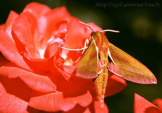 Papillon de nuit Sphinx Rose