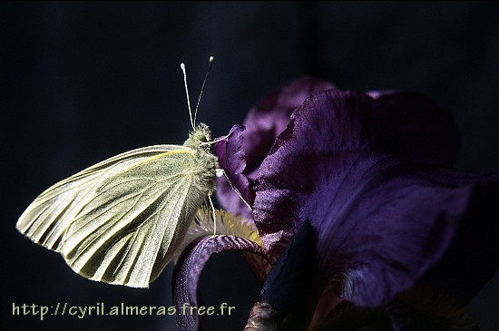papillon pieride iris violet
